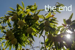 Castagnata a Monticello Amiata